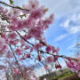 桜前線